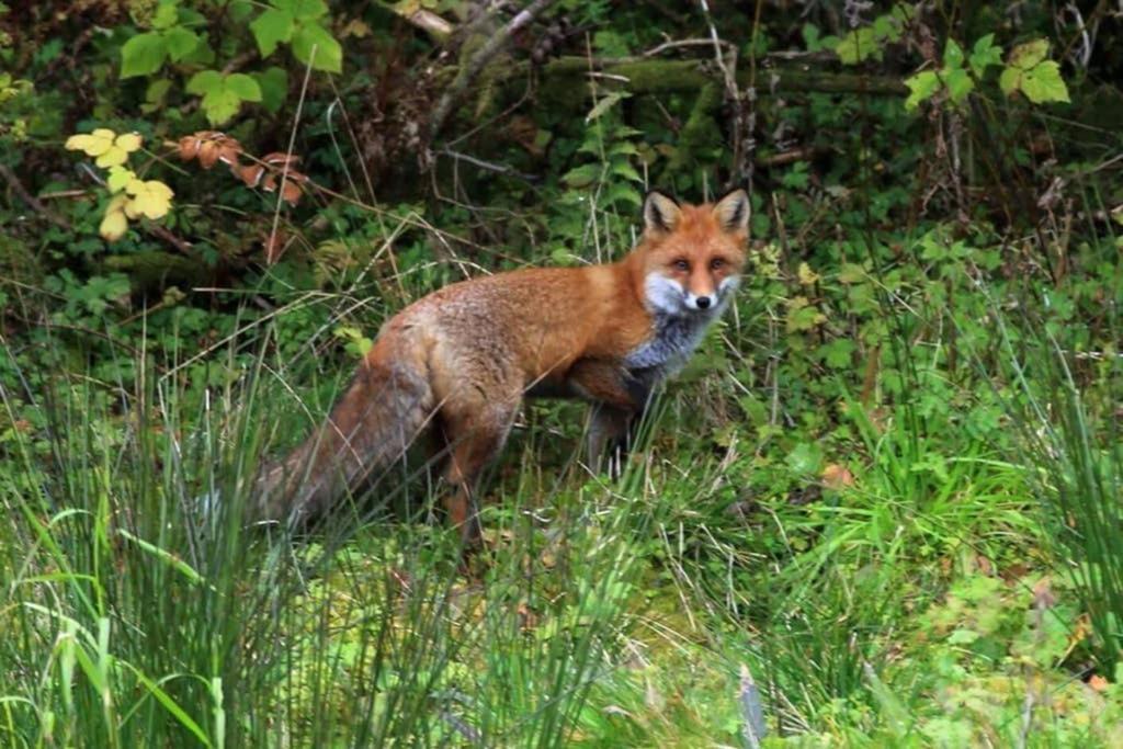Skjerping Gardshus, Villa Lonevåg Dış mekan fotoğraf